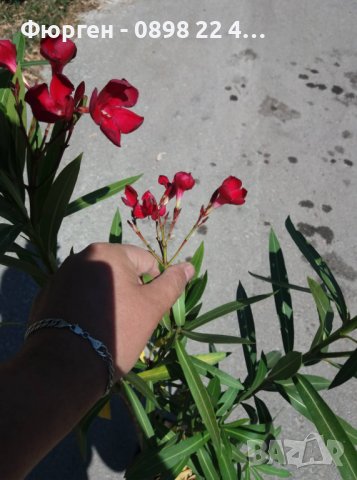 Олеандър, снимка 7 - Градински цветя и растения - 27548308