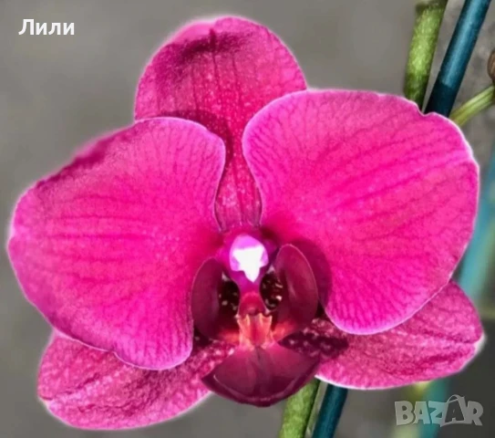 Oрхидея фаленопсис Montreux, снимка 1