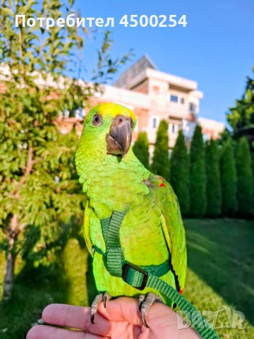 Шестмесечна женска амазона (с клетка), снимка 12 - Папагали - 52708916
