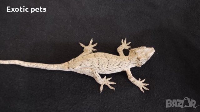 Gargoyle gecko, Ушат новокаледонски гекон, снимка 2 - Други - 41531927