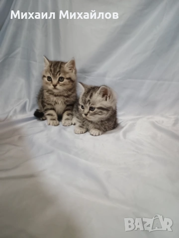 Две котенца ТАБИ , снимка 5 - Британска късокосместа - 53448950