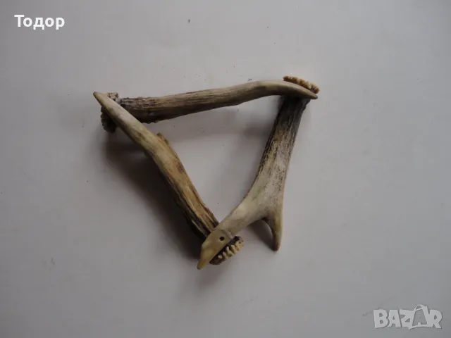 Рог рога 1, снимка 2 - Антикварни и старинни предмети - 50287849