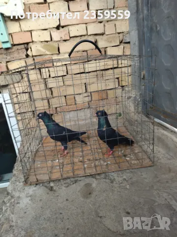 Американски високолетачи. , снимка 1