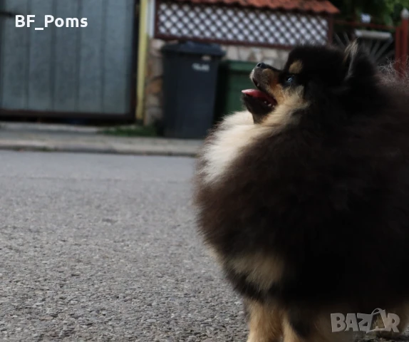 Уникално момиченце померан с родословие FCI, снимка 2 - Померан - 49781261
