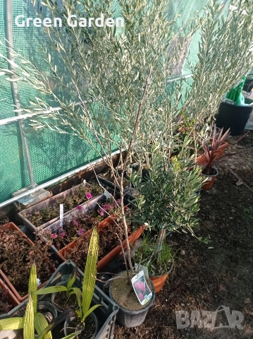 Магнолия Betty, снимка 2 - Градински цветя и растения - 52811163