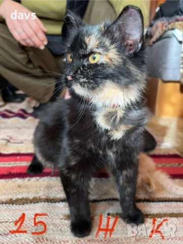 Спешно - Приемен / Постоянен дом за Домашни котки , снимка 6 - Други - 52507567