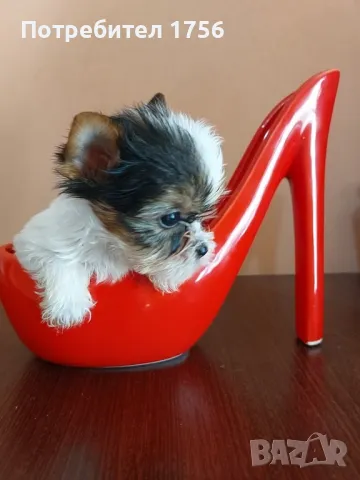 Бивер, разкошно момче, снимка 1