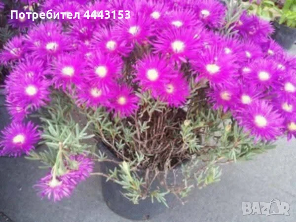 Ледено цвете /Fiori di Pinka Ice Plant , снимка 3 - Разсади - 51074816