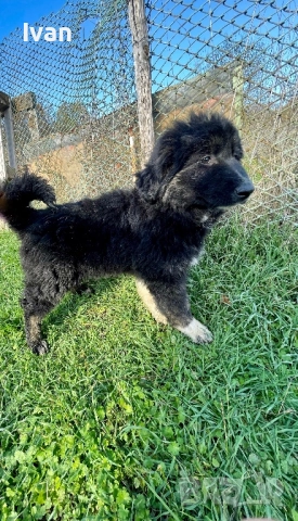 Каракачанка женска