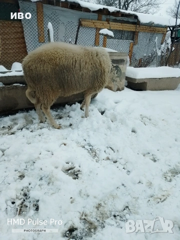 Овен , снимка 4 - Овце - 53335551