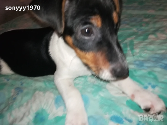 ЖЕНСКО ДЖАКЧЕ НА 90 ДЕНА 2011251700, снимка 2 - Джак ръсел териер - 52482164