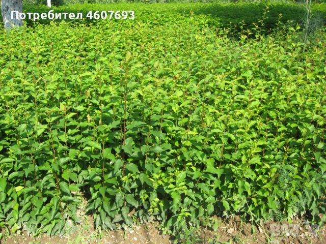 Продавам подложки махалебка и джанка, снимка 4 - Сортови семена и луковици - 52151117