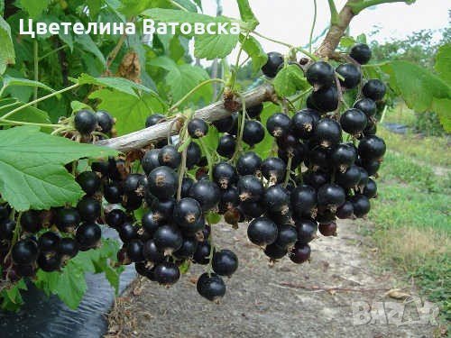 сертифициран разсад от лавандула, бял равнец, хизоп, римска лайка , малина, касис----, снимка 3 - Сортови семена и луковици - 26704649