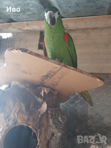 Продавам мъжка ара нобилис и мъжка веницуелска амазонаи или купувам женски, снимка 6 - Папагали - 50475253