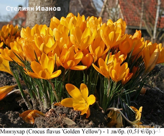 Жълт минзухар (Crocus flavus 'Golden Yellow') - луковици
