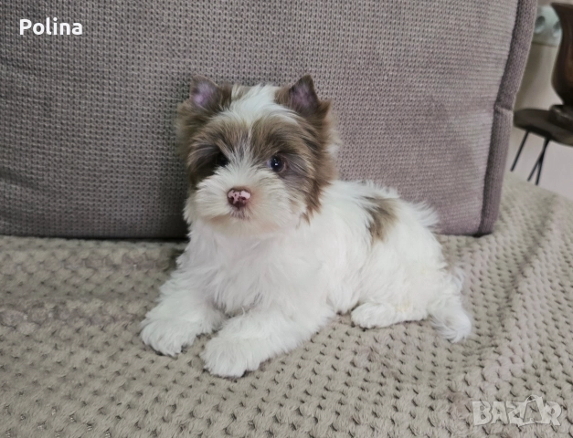 Момиче шокобери