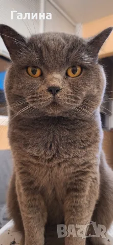 Британец за разплод, снимка 1