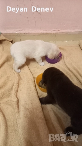 лабрадор реитривър , снимка 9 - Лабрадор ретривър - 52878460