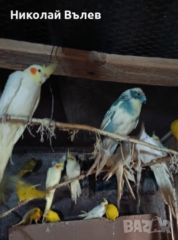 Какарикита , снимка 5 - Папагали - 52822909