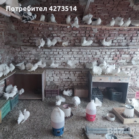 Продавам гълъби финерлии - бели и пъстри, снимка 14 - Гълъби - 53299830