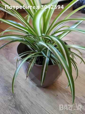 Хлорофитиум., снимка 2 - Стайни растения - 33622446