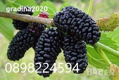 Черница – черна, розова и бяла, снимка 3 - Разсади - 52960035