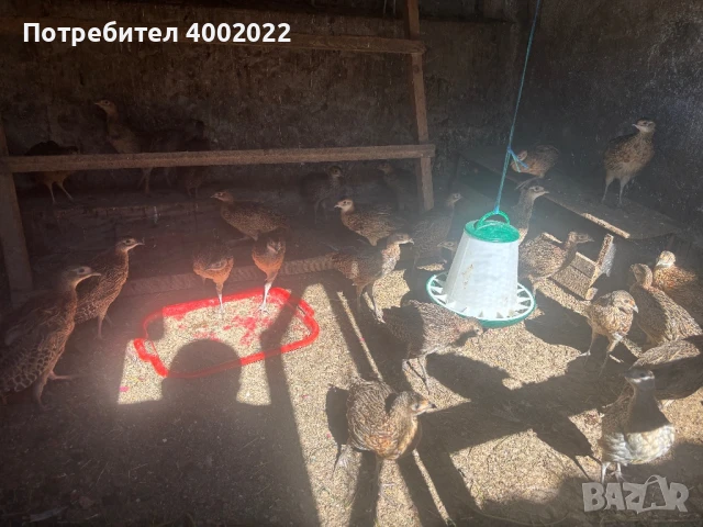 Фазани и кеклици, снимка 5 - Други - 51012673
