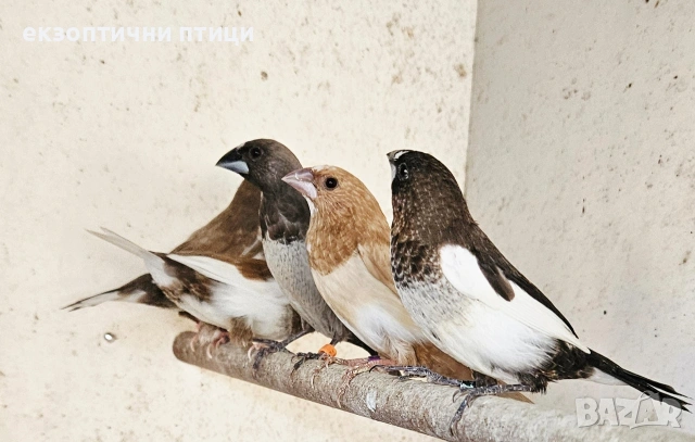 Продавам Японски Амадини , снимка 6 - Амадини - 53487592