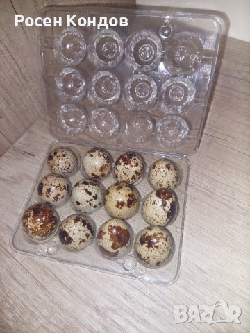 Домашни пъдпъдъчи яйца, снимка 2 - Домашни продукти - 43057712