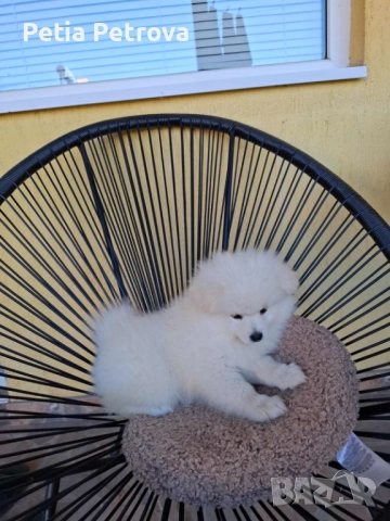 Померан, снимка 1