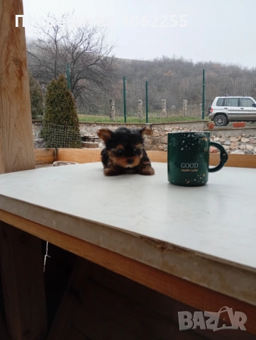 Мини йоркширски териери , снимка 2 - Йоркширски териер - 53237307