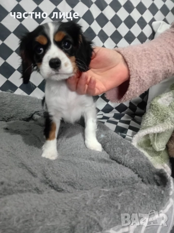 кавалер момиче, снимка 3 - Кавалер кинг чарлз шпаньол - 52591734