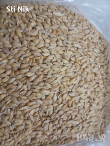 Продавам семена еднозърнест лимец реколта 2025година. 