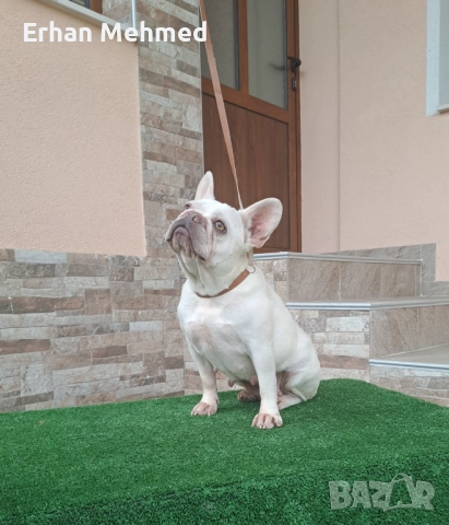 Френски булдог 