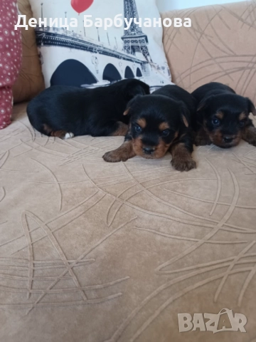 Продавам мъжки йоркширски териер