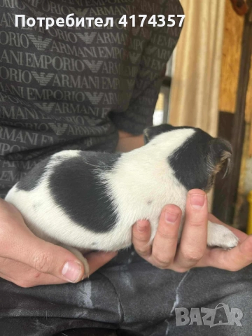 Джак ръсел териер , снимка 2 - Джак ръсел териер - 52822970