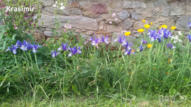 Фритилария (Ходжово лале),мини ирис, снимка 3 - Градински цветя и растения - 24671565