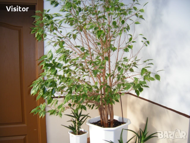 Fujifilm FinePix Z10fd - 7мРх, снимка 13 - Фотоапарати - 53398960