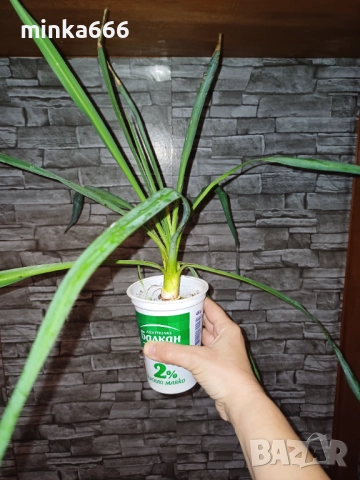 Разсад за зимоустойчева градинска юка., снимка 3 - Разсади - 52260525