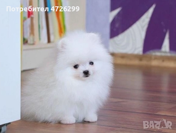 Продават се кученца померан