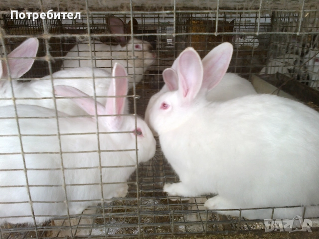 Прясно и консервирано заешко месо 