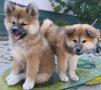Бебета Акита Ину, снимка 1