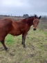 Продавам двандесет годишна кобила, снимка 2