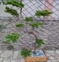 ръчно изработен бонсай Японски стил(уникат) , снимка 7