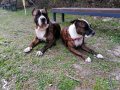 Тигров питбул за разплод ... , снимка 11