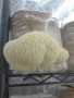 Домашно отгледани гъби Лъвска грива | Fresh Lion's Mane Mushrooms, снимка 7