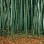 100 бр. Бамбукови Семена гигантски бамбук Moso Bambo градински декоративни растения декорация за гра, снимка 2