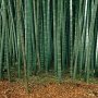 100 бр. Бамбукови Семена гигантски бамбук Moso Bambo градински декоративни растения декорация за гра, снимка 2