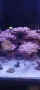 Морски аквариум red sea 300g2+, снимка 3