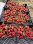 Разсад ягоди сорт Клери, снимка 6